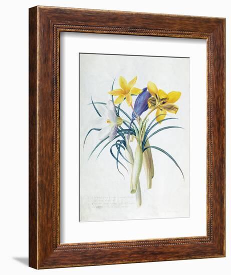 Study of Four Species of Crocus-Georg Dionysius Ehret-Framed Giclee Print