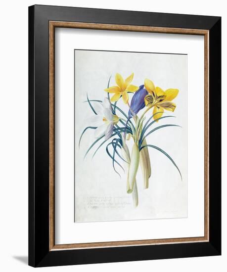 Study of Four Species of Crocus-Georg Dionysius Ehret-Framed Giclee Print