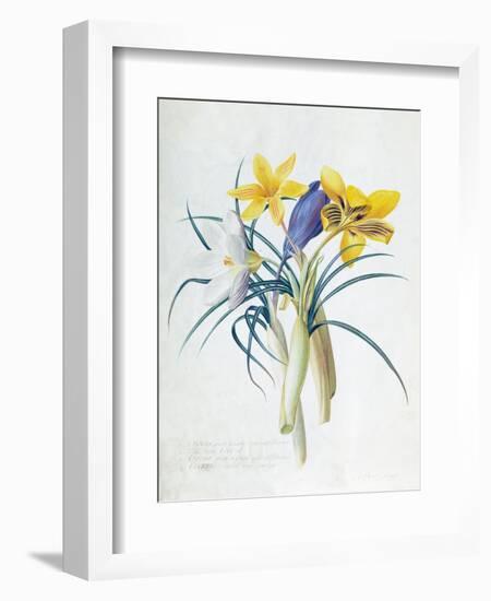 Study of Four Species of Crocus-Georg Dionysius Ehret-Framed Giclee Print