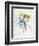 Study of Four Species of Crocus-Georg Dionysius Ehret-Framed Giclee Print