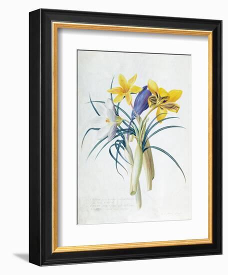 Study of Four Species of Crocus-Georg Dionysius Ehret-Framed Giclee Print