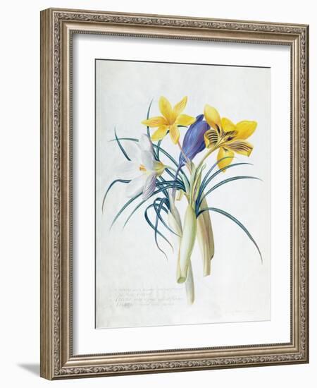 Study of Four Species of Crocus-Georg Dionysius Ehret-Framed Giclee Print