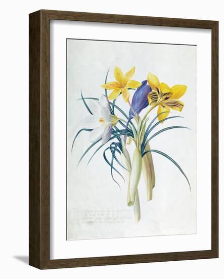 Study of Four Species of Crocus-Georg Dionysius Ehret-Framed Giclee Print