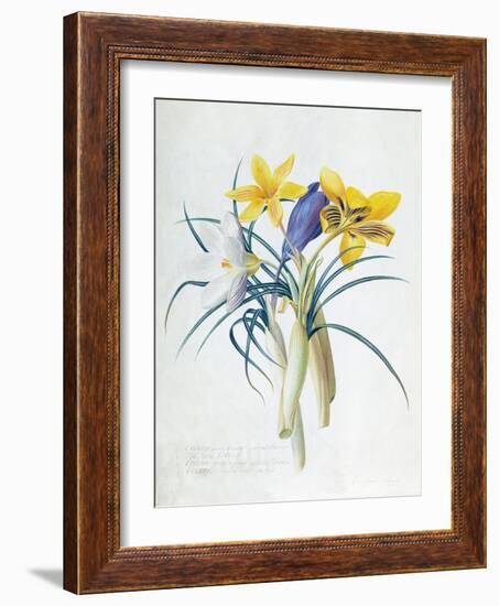 Study of Four Species of Crocus-Georg Dionysius Ehret-Framed Giclee Print