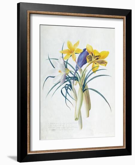 Study of Four Species of Crocus-Georg Dionysius Ehret-Framed Giclee Print