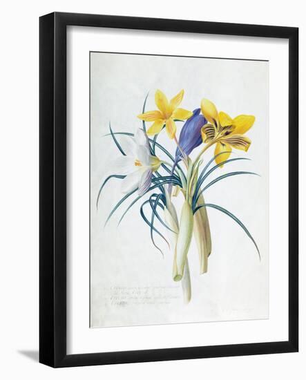 Study of Four Species of Crocus-Georg Dionysius Ehret-Framed Giclee Print