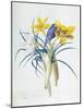 Study of Four Species of Crocus-Georg Dionysius Ehret-Mounted Giclee Print