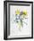 Study of Four Species of Crocus-Georg Dionysius Ehret-Framed Giclee Print