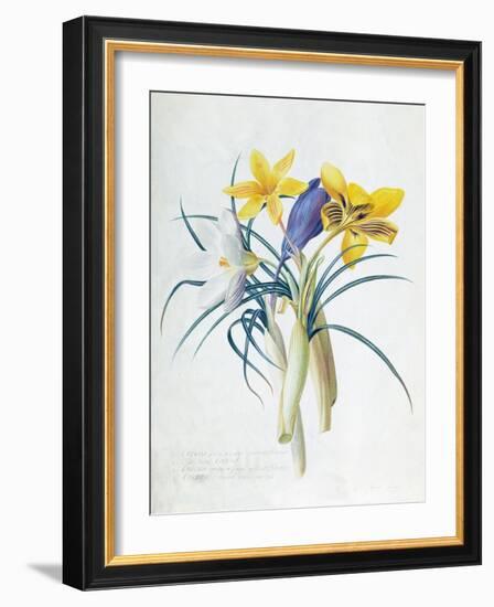 Study of Four Species of Crocus-Georg Dionysius Ehret-Framed Giclee Print