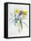 Study of Four Species of Crocus-Georg Dionysius Ehret-Framed Premier Image Canvas