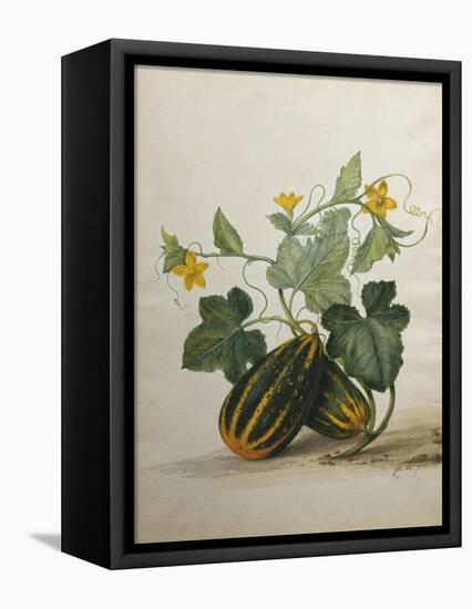 Study of Gourds and Flowers-Pieter Withoos-Framed Premier Image Canvas