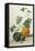 Study of Gourds-Pieter Withoos-Framed Premier Image Canvas