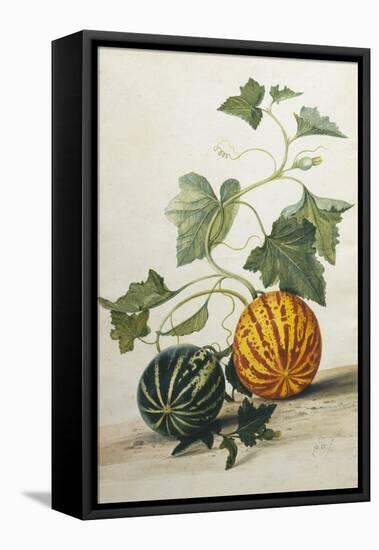 Study of Gourds-Pieter Withoos-Framed Premier Image Canvas