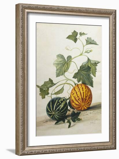 Study of Gourds-Pieter Withoos-Framed Giclee Print