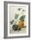 Study of Gourds-Pieter Withoos-Framed Giclee Print