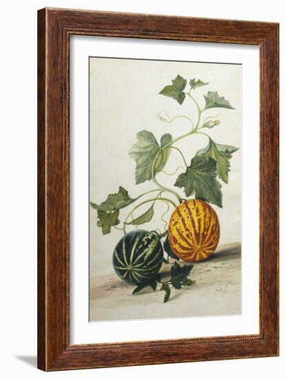 Study of Gourds-Pieter Withoos-Framed Giclee Print