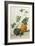 Study of Gourds-Pieter Withoos-Framed Giclee Print