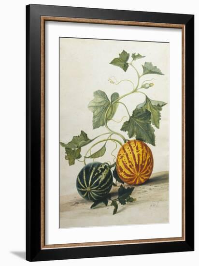 Study of Gourds-Pieter Withoos-Framed Giclee Print