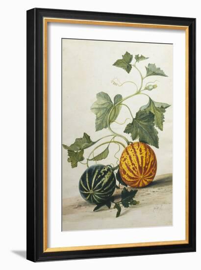 Study of Gourds-Pieter Withoos-Framed Giclee Print