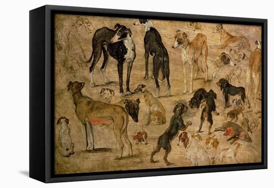 Study of Hounds, 1616-Jan Brueghel the Elder-Framed Premier Image Canvas