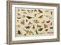 Study of Insects-Jan Van, The Elder Kessel-Framed Giclee Print