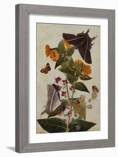 Study of Mirabilis and Origanum Dictamnus with Swallowtail and Ringlet Butterflies-Thomas Robins Jr-Framed Giclee Print