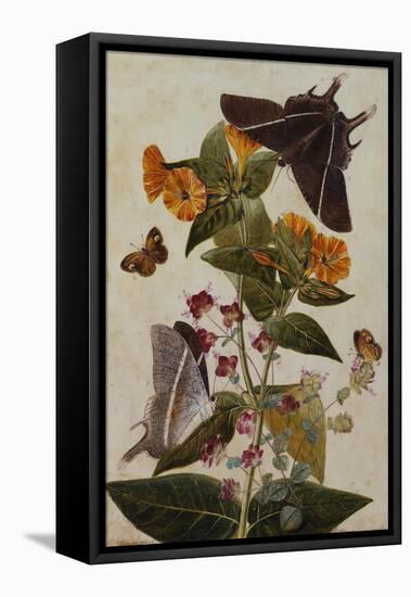 Study of Mirabilis and Origanum Dictamnus with Swallowtail and Ringlet Butterflies-Thomas Robins Jr-Framed Premier Image Canvas