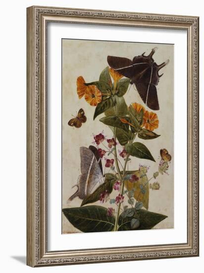 Study of Mirabilis and Origanum Dictamnus with Swallowtail and Ringlet Butterflies-Thomas Robins Jr-Framed Giclee Print