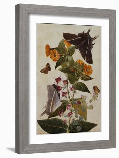 Study of Mirabilis and Origanum Dictamnus with Swallowtail and Ringlet Butterflies-Thomas Robins Jr-Framed Giclee Print