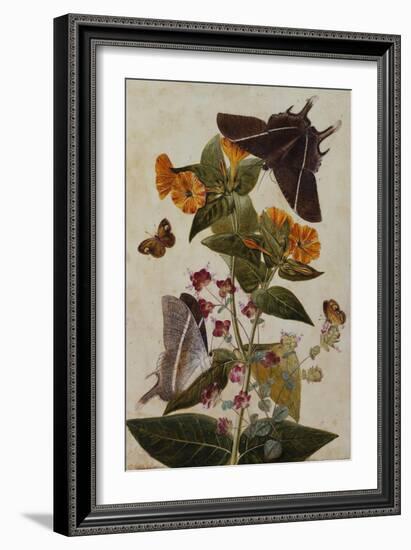 Study of Mirabilis and Origanum Dictamnus with Swallowtail and Ringlet Butterflies-Thomas Robins Jr-Framed Giclee Print