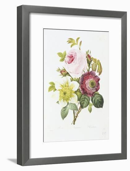 Study of Pink Roses and Convulvulus-Pierre-Joseph Redouté-Framed Giclee Print