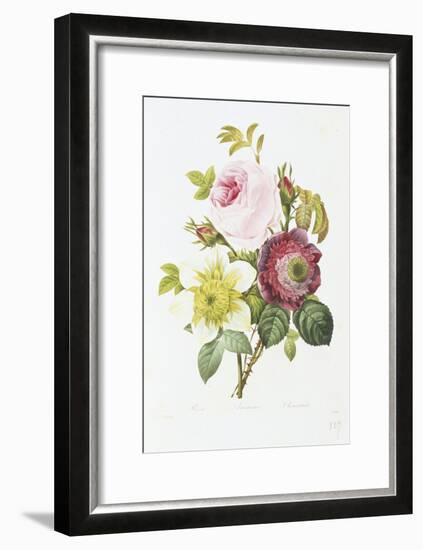 Study of Pink Roses and Convulvulus-Pierre-Joseph Redouté-Framed Giclee Print