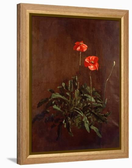 Study of Poppies-John Constable-Framed Premier Image Canvas