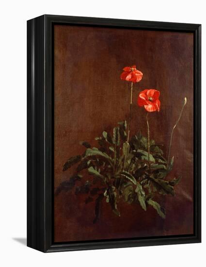 Study of Poppies-John Constable-Framed Premier Image Canvas