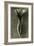 Study of Primula Veris (Common Cowslip) C.1929 (Photo)-Karl Blossfeldt-Framed Giclee Print