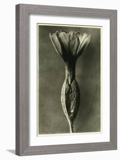 Study of Primula Veris (Common Cowslip) C.1929 (Photo)-Karl Blossfeldt-Framed Giclee Print