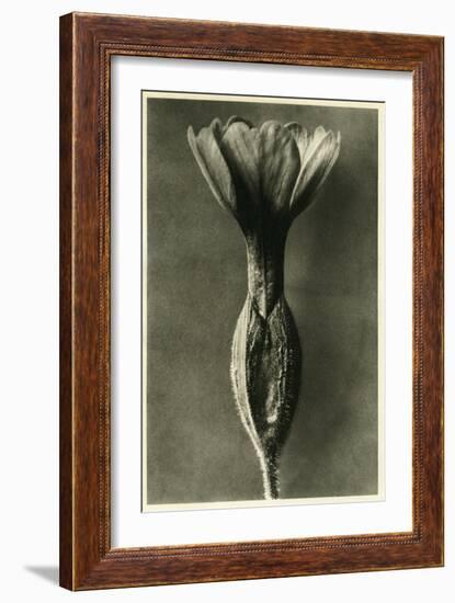 Study of Primula Veris (Common Cowslip) C.1929 (Photo)-Karl Blossfeldt-Framed Giclee Print