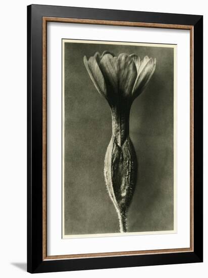 Study of Primula Veris (Common Cowslip) C.1929 (Photo)-Karl Blossfeldt-Framed Giclee Print