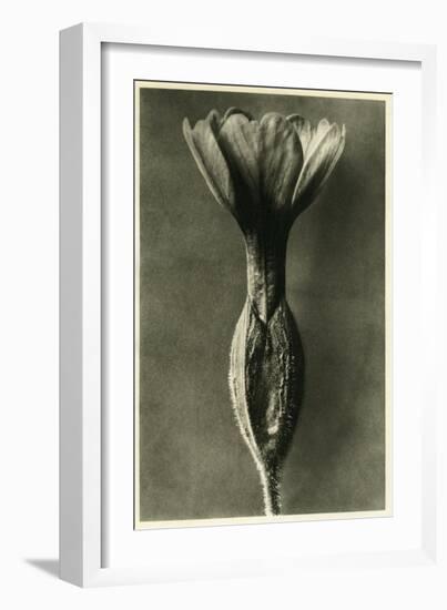 Study of Primula Veris (Common Cowslip) C.1929 (Photo)-Karl Blossfeldt-Framed Giclee Print