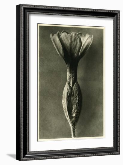 Study of Primula Veris (Common Cowslip) C.1929 (Photo)-Karl Blossfeldt-Framed Giclee Print