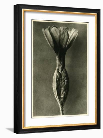 Study of Primula Veris (Common Cowslip) C.1929 (Photo)-Karl Blossfeldt-Framed Giclee Print