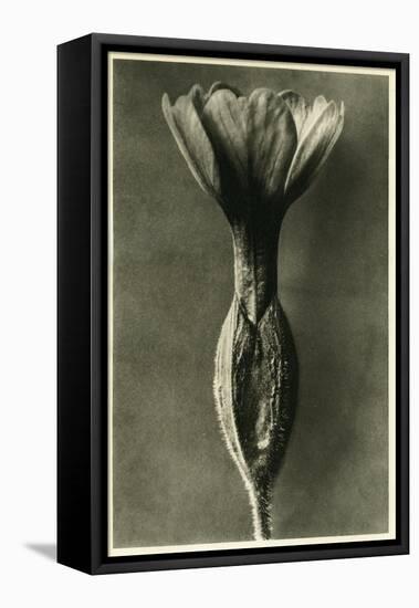 Study of Primula Veris (Common Cowslip) C.1929 (Photo)-Karl Blossfeldt-Framed Premier Image Canvas