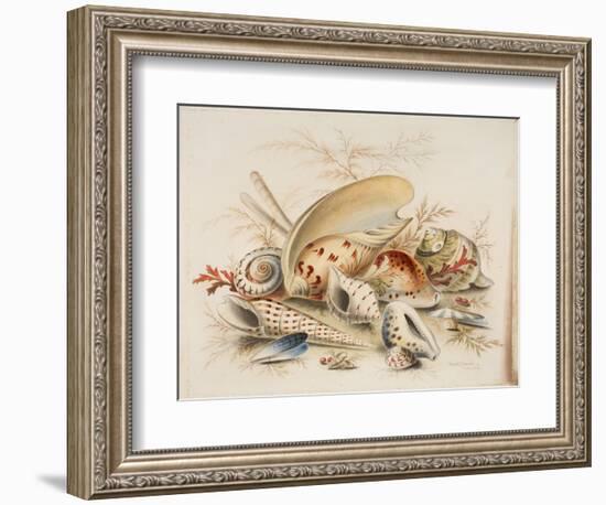 Study of Sea Shells, 1876-Joseph Smith-Framed Giclee Print