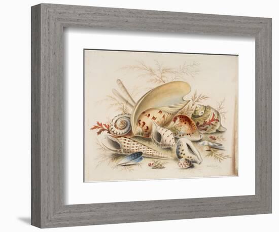 Study of Sea Shells, 1876-Joseph Smith-Framed Giclee Print