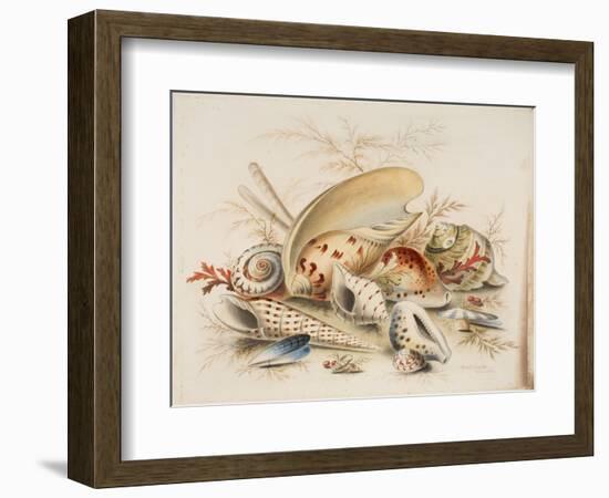 Study of Sea Shells, 1876-Joseph Smith-Framed Giclee Print