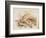 Study of Sea Shells, 1876-Joseph Smith-Framed Giclee Print