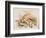 Study of Sea Shells, 1876-Joseph Smith-Framed Giclee Print