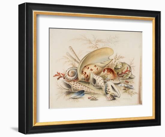 Study of Sea Shells, 1876-Joseph Smith-Framed Giclee Print