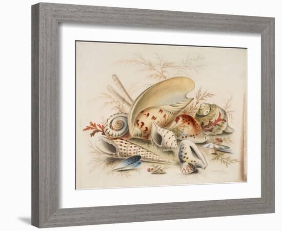 Study of Sea Shells, 1876-Joseph Smith-Framed Giclee Print