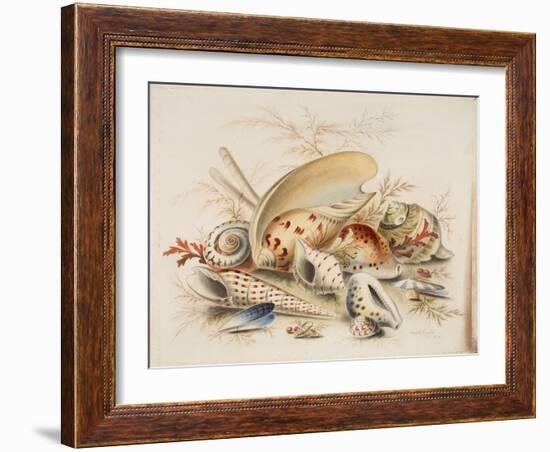 Study of Sea Shells, 1876-Joseph Smith-Framed Giclee Print